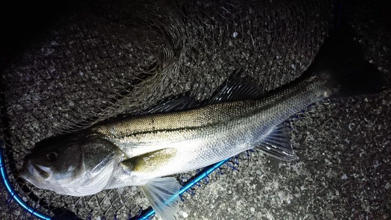 夕練、いつものホームシーバス調査