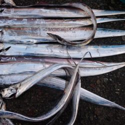 タチウオ プチ遠征でツ抜け