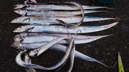 タチウオ プチ遠征でツ抜け