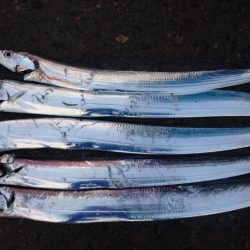 タチウオ南港マイポイント釣行