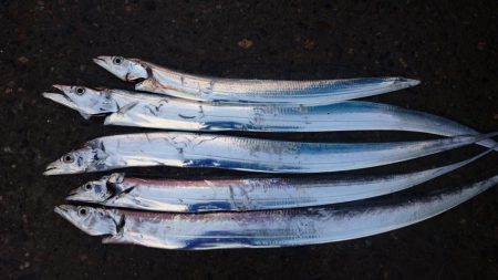 タチウオ南港マイポイント釣行