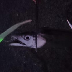 今ｼｰｽﾞﾝおき入りの泉大津ｴﾘｱにタチウオ釣行