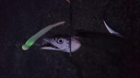 今ｼｰｽﾞﾝおき入りの泉大津ｴﾘｱにタチウ…