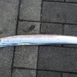 タチウオどこも渋すぎ！！