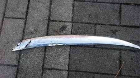 タチウオどこも渋すぎ！！