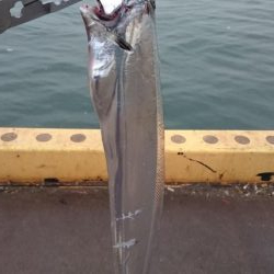 大潮2日目のタチウオ釣行