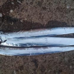 湾奥タチウオ釣行