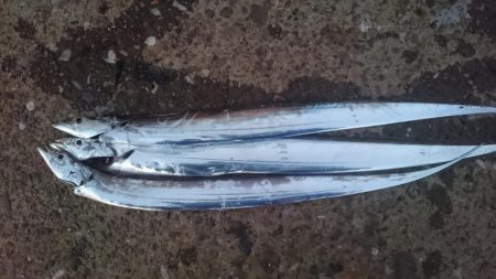 湾奥タチウオ釣行