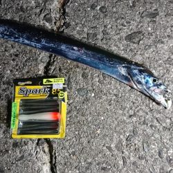 太刀魚、苦労した２匹