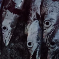 自作グロージグ