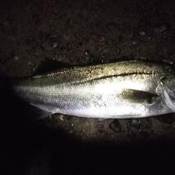 シーバスフィッシング