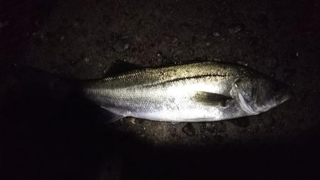 シーバスフィッシング