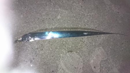 貧果でも釣れてよかった