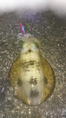 雨にも負けずしゃくります