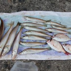 播磨新島へ釣行しました