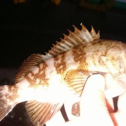 メバルの活性も上がって来てます