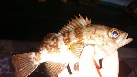 メバルの活性も上がって来てます