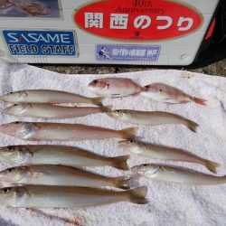 播磨新島でキス狙い