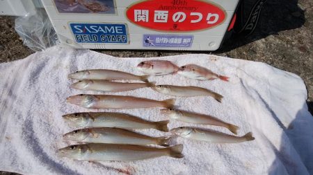 播磨新島でキス狙い