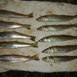 都志へ落ちギス釣査