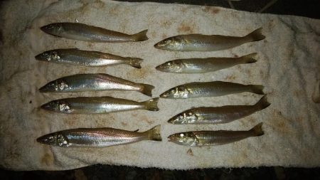 都志へ落ちギス釣査