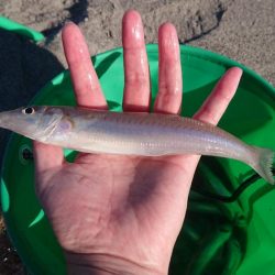 まだまだキス釣れます。