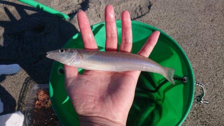 まだまだキス釣れます。