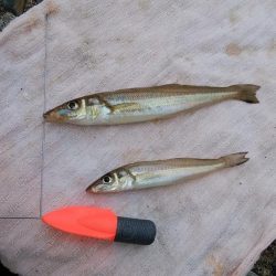 東二見水道へ落ちギス釣査