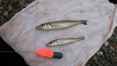 東二見水道へ落ちギス釣査