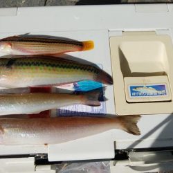 東二見水道へ落ちギス釣査