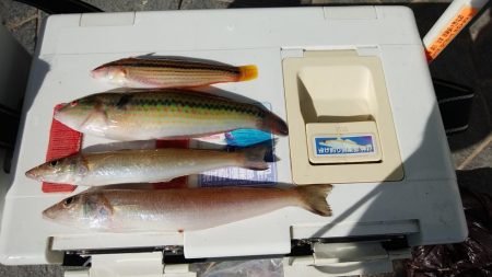 東二見水道へ落ちギス釣査