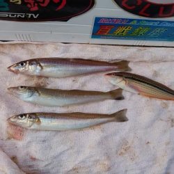 東二見水道で落ちギス釣り