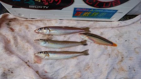 東二見水道で落ちギス釣り