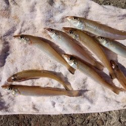 播磨新島で落ちギス釣り