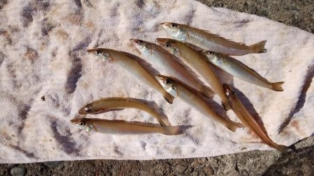 播磨新島で落ちギス釣り