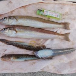 東二見白灯台波止へ落ちギス釣査