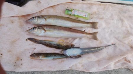 東二見白灯台波止へ落ちギス釣査