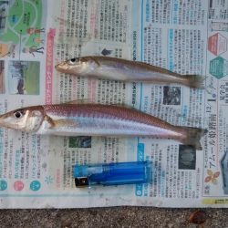 東二見水道で落ちギス釣査