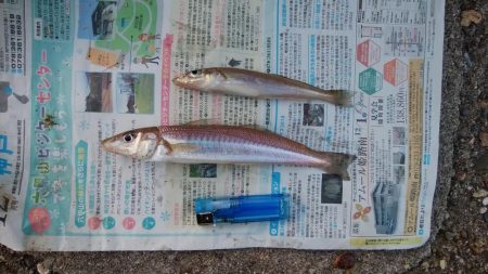 東二見水道で落ちギス釣査