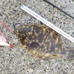 マコガレイ‼️