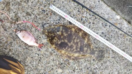 マコガレイ‼️