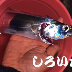 往復４時間、釣行４時間チョットの価値あり。