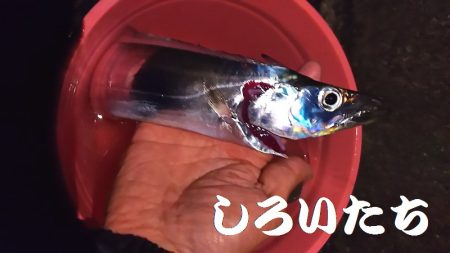 往復４時間、釣行４時間チョットの価値あり。…