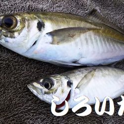朝に青物不発。夕方に洲本で釣る。