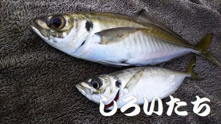 朝に青物不発。夕方に洲本で釣る。