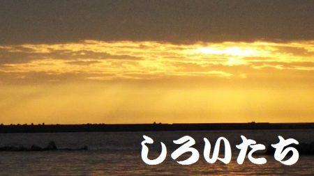 アジを釣りに和歌山遠征！