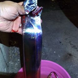 しぶいタチウオ。