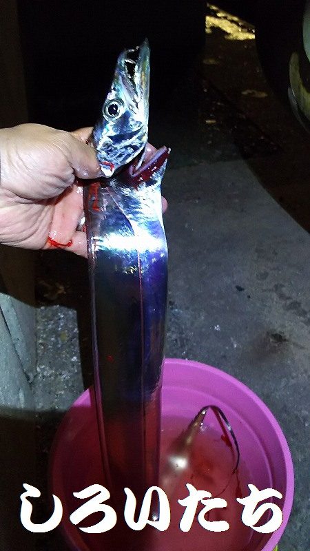 しぶいタチウオ。