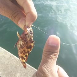 姫路 サヨリ 釣り。