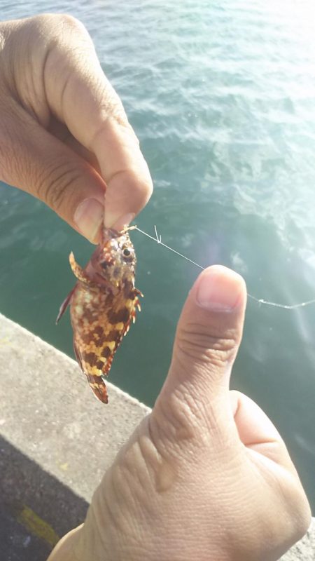 姫路 サヨリ 釣り。